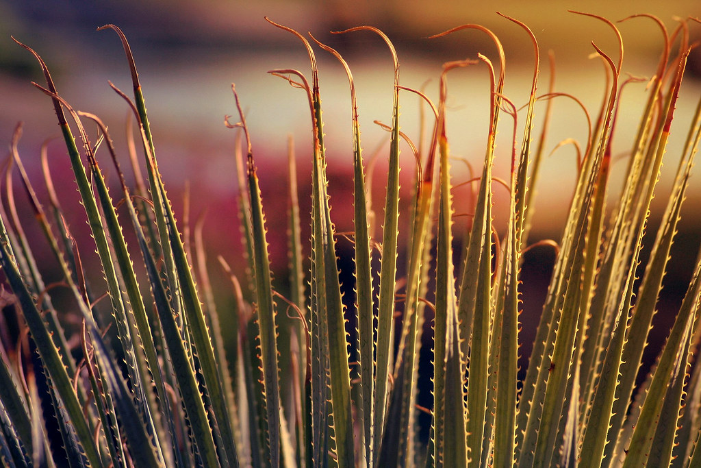 Bild zum Beitrag: Aloe vera: Sukkulente Pflege ohne viel Aufwand