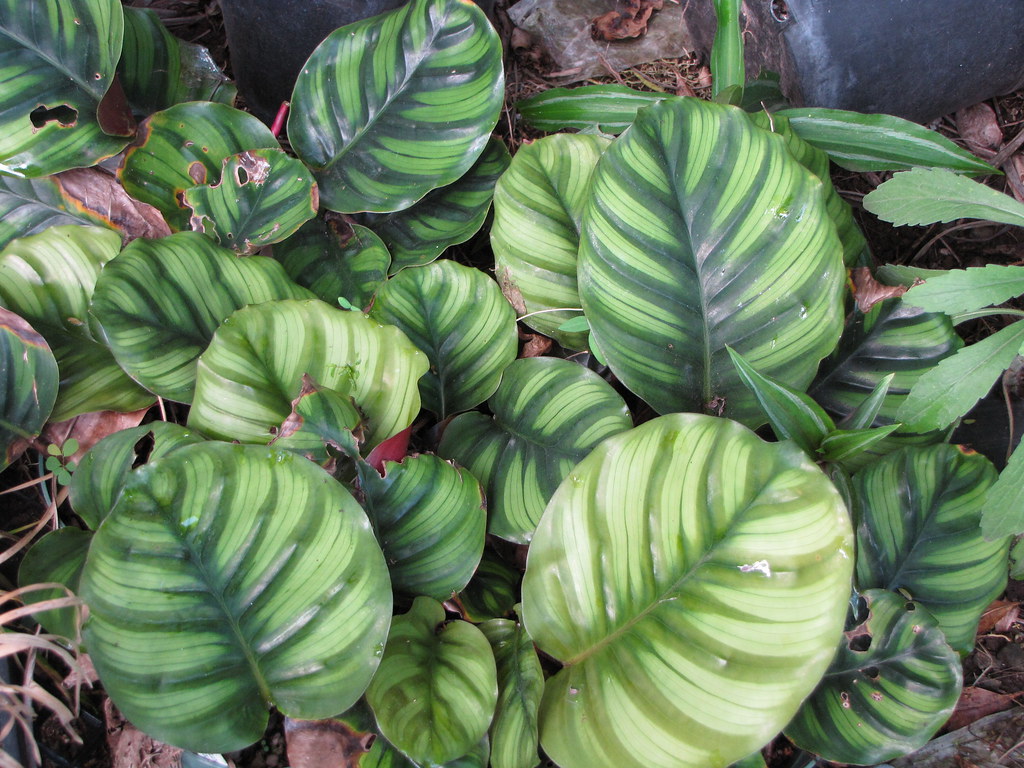 Bild zum Beitrag: Calathea orbifolia: Schöne Blätter, klare Ansprüche