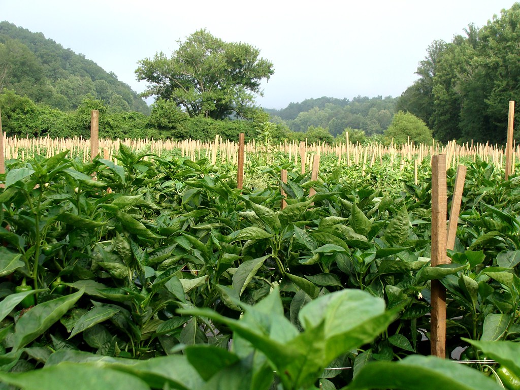 Bild zum Beitrag: Chili anbauen: Von der Jungpflanze bis zur Ernte