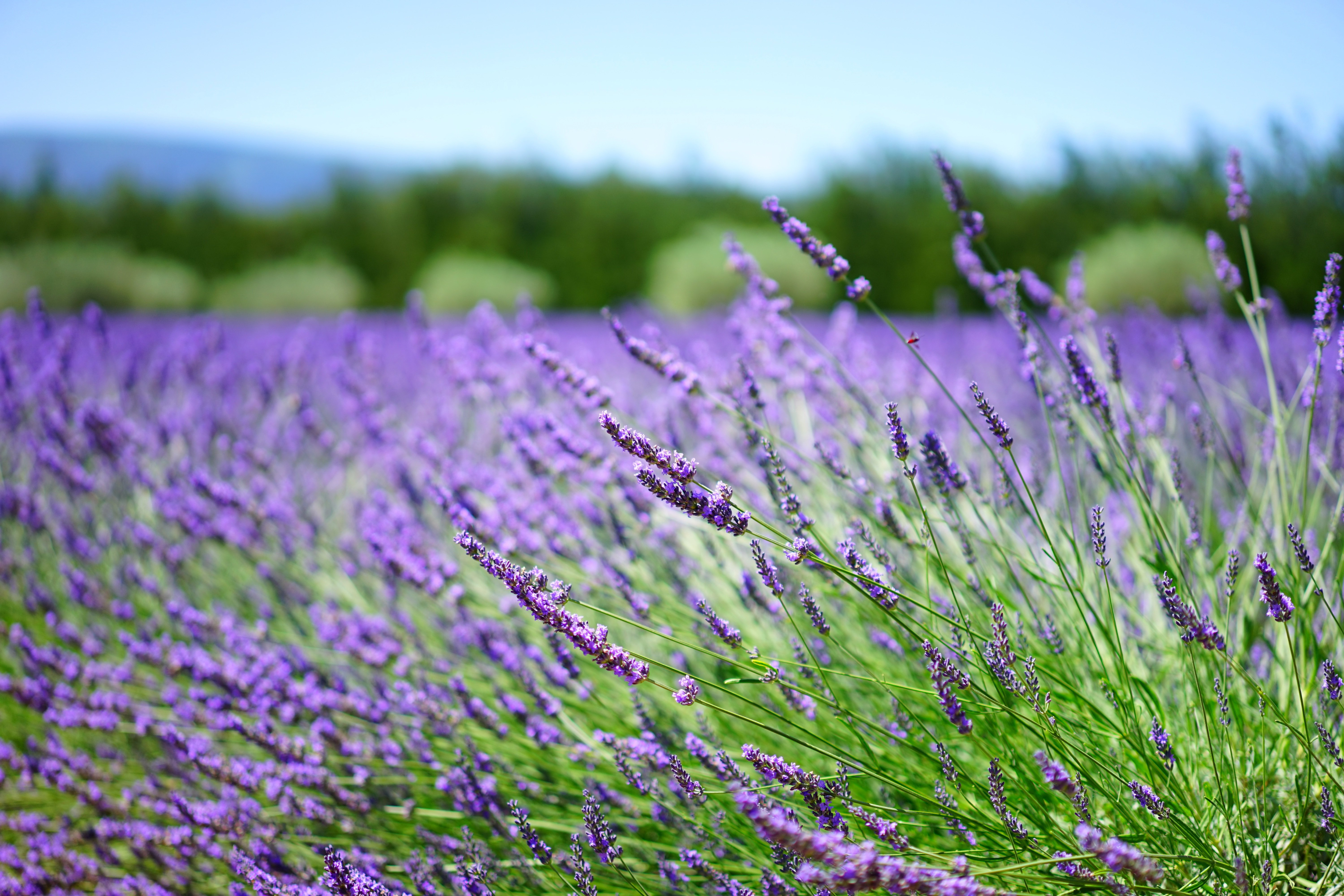 Bild zum Beitrag: Lavendel im Garten: Duftender Klassiker für sonnige Beete