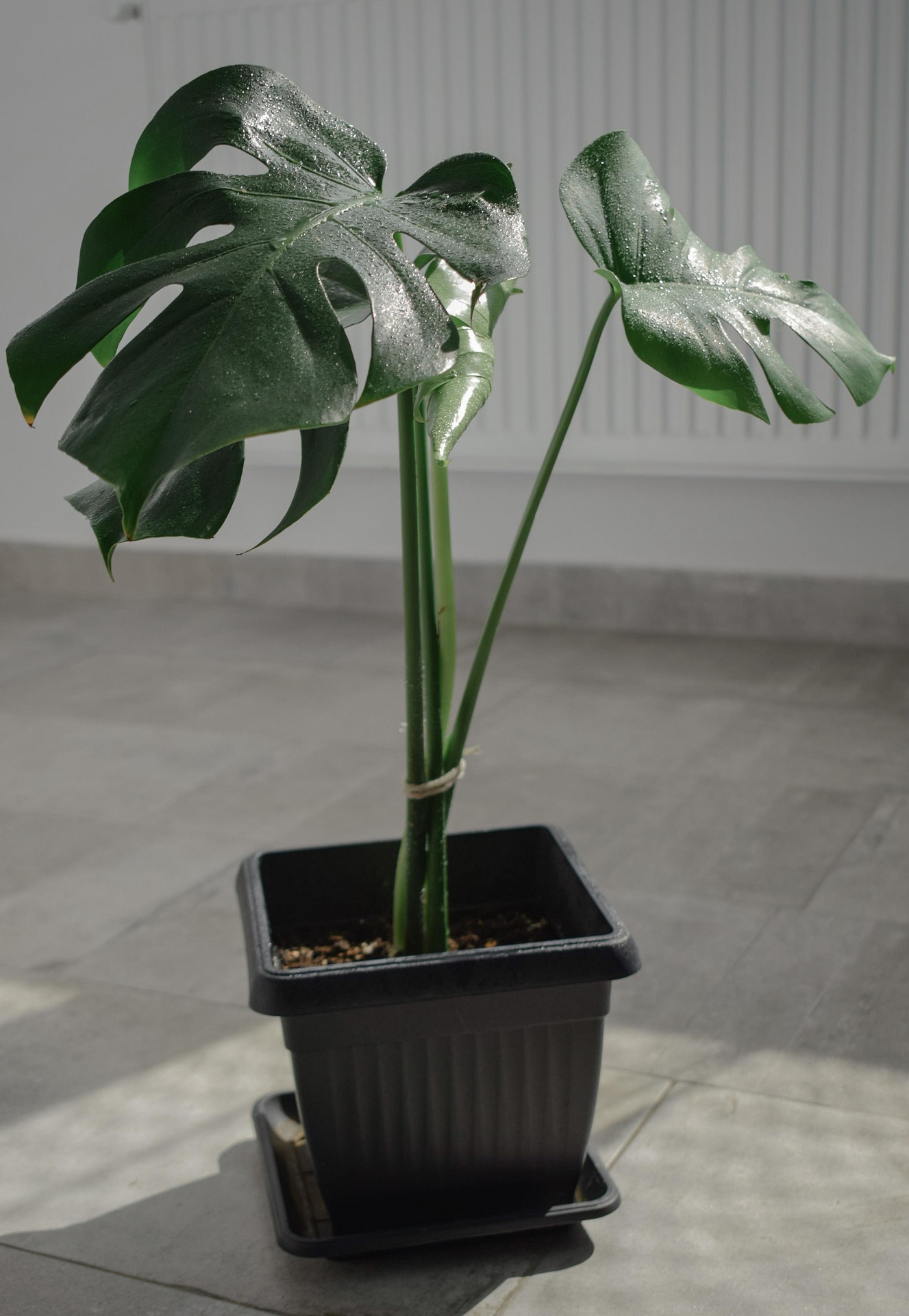 Bild zum Beitrag: Monstera pflegen: So bleibt das Fensterblatt gesund