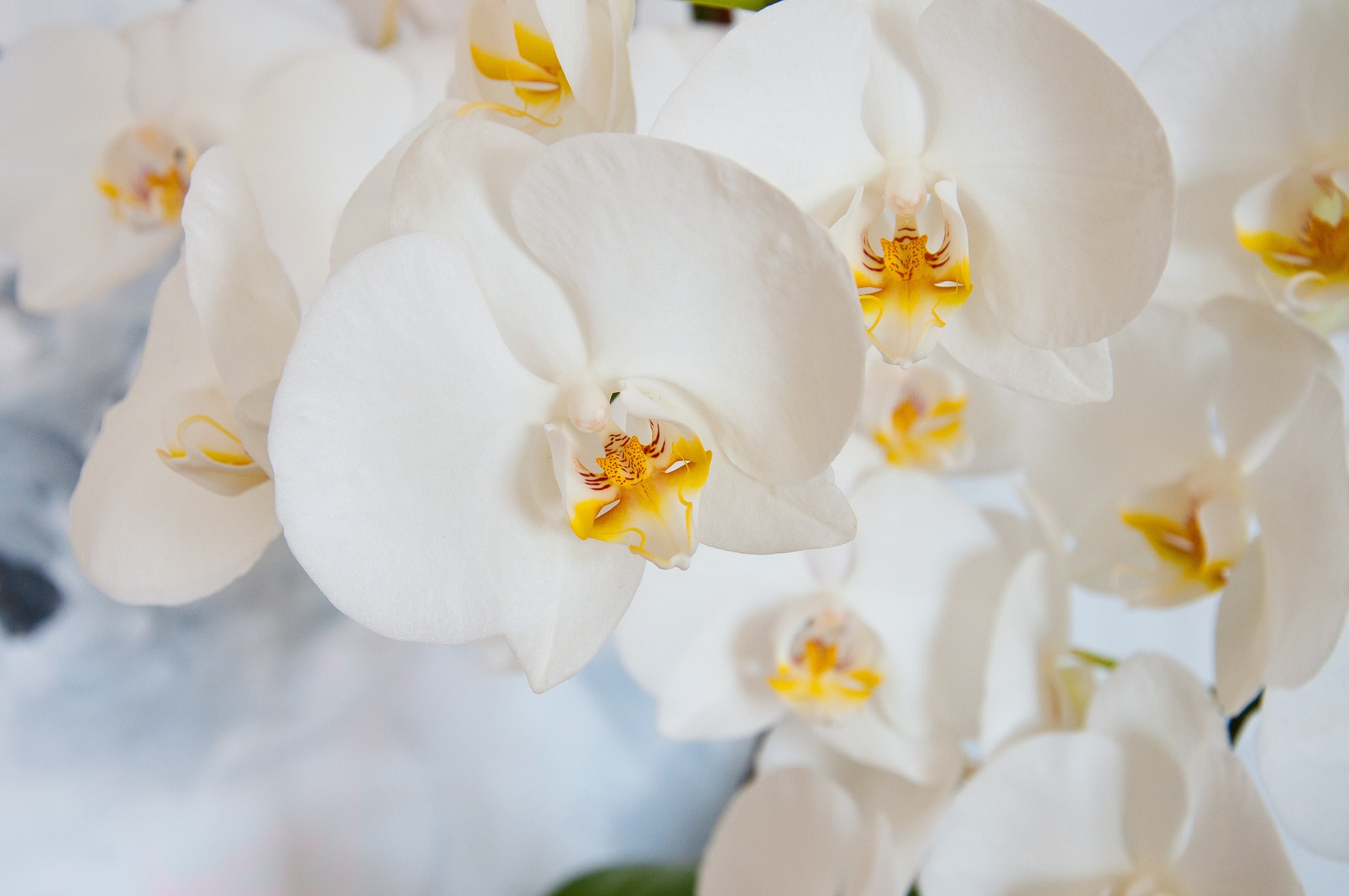 Bild zum Beitrag: Phalaenopsis: Orchideenpflege ohne Mythos