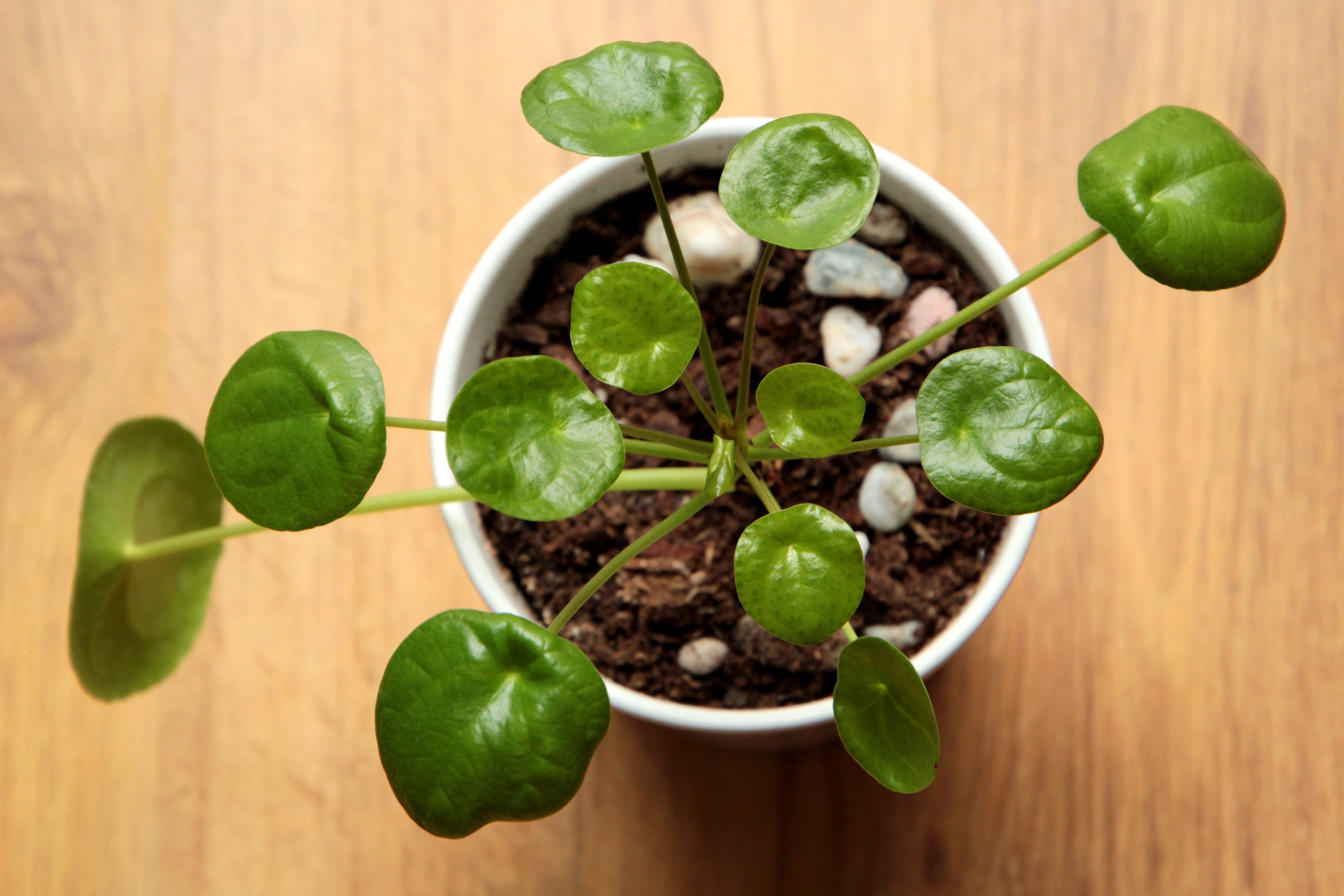 Bild zum Beitrag: Pilea vermehren: Kleine Ableger richtig einsetzen