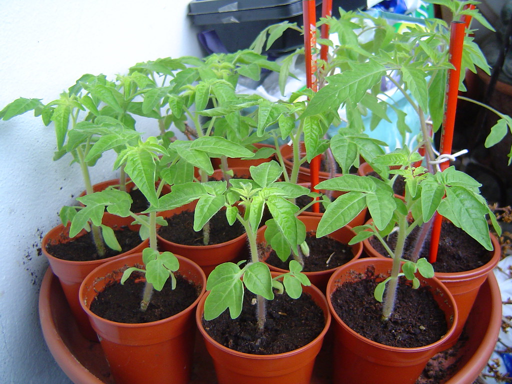 Bild zum Beitrag: Tomaten auf dem Balkon anbauen